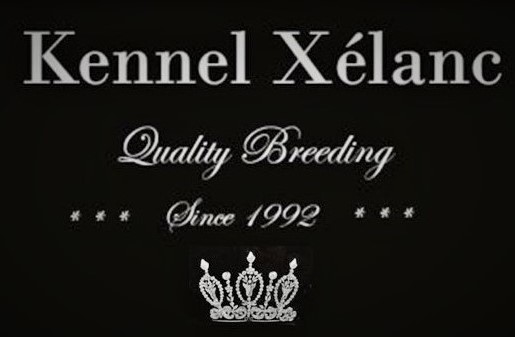 Kvalitets uppfödning i hemmiljö av Cavalier King Charles Spaniel